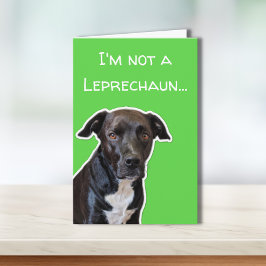 Funny Dog Lovers St. Patrick's Day Card Kaart
