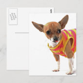 Funny Dog maakt gezichten van Chihuahua Briefkaart (Voorkant / Achterkant)