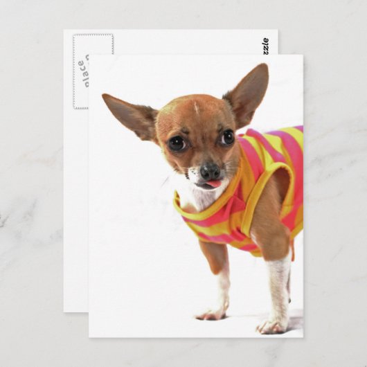Funny Dog maakt gezichten van Chihuahua Briefkaart (Voorkant / Achterkant)