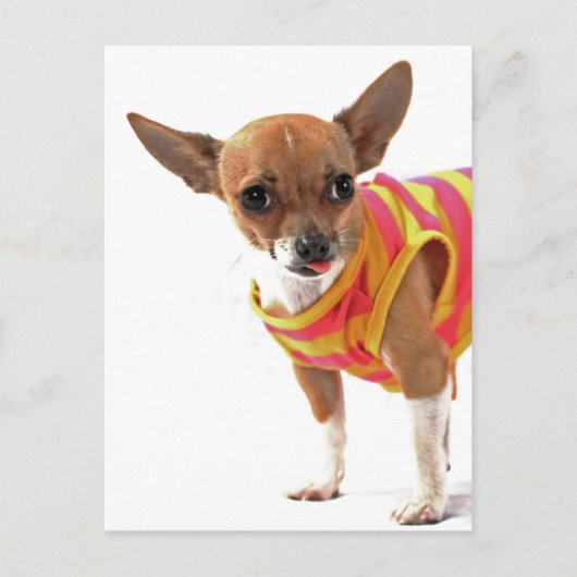 Funny Dog maakt gezichten van Chihuahua Briefkaart (Voorkant)
