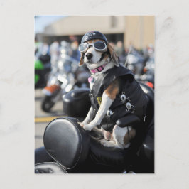 Funny dog op motorfiets foto briefkaart