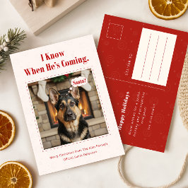 Funny Dog Pet Photo Christmas Holiday Postcard Feestdagenkaart