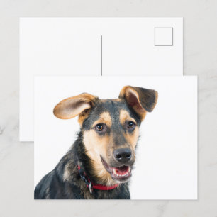 Funny dog puppy briefkaart