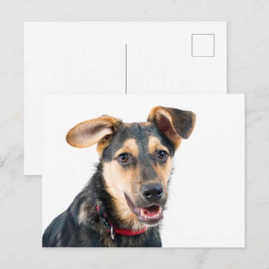 Funny dog puppy briefkaart (Voorkant / Achterkant)