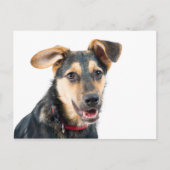 Funny dog puppy briefkaart (Voorkant)