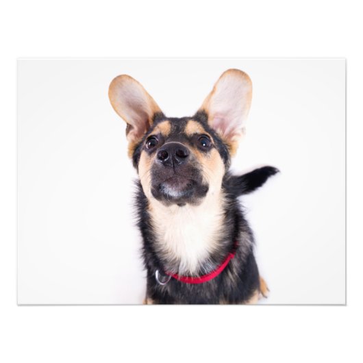 Funny dog puppy foto afdruk (Voorkant)