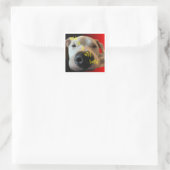 FUNNY DOG STICKER (Tas)