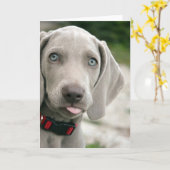 Funny Dog Sticking Tongue Foto Kaart (Gele Bloem)