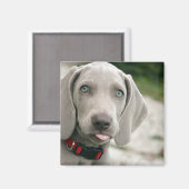 Funny Dog Sticking Tongue Foto Magneet (Voorkant / Achterkant)