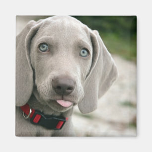 Funny Dog Sticking Tongue Foto Magneet