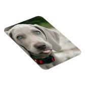 Funny Dog Sticking Tongue Foto Magneet (Rechterzijde)