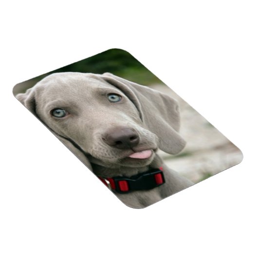 Funny Dog Sticking Tongue Foto Magneet (Rechterzijde)