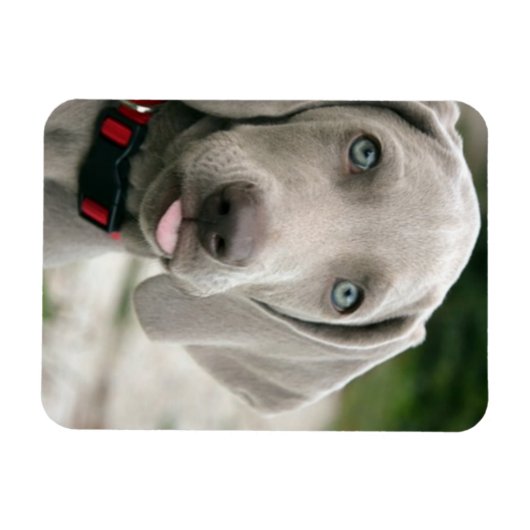 Funny Dog Sticking Tongue Foto Magneet (Horizontaal)