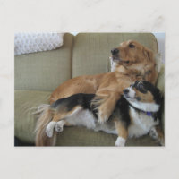 Funny Dogs Cuddling Cute Golden Retriever Corgi