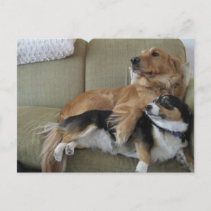 Funny Dogs Cuddling Cute Golden Retriever Corgi Briefkaart
