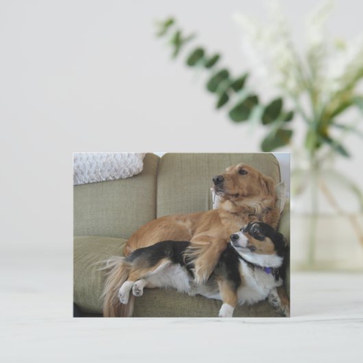 Funny Dogs Cuddling Cute Golden Retriever Corgi Briefkaart (Staand voorkant)