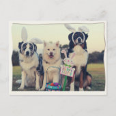Funny Dogs Happy Easter Briefkaart (Voorkant)