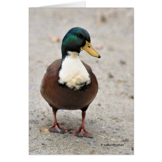 Funny Domestic Mallard Duclair Bibbed Odd Duck (Voorkant)
