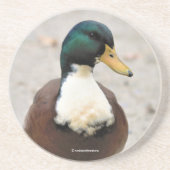 Funny Domestic Mallard Duclair Bibbed Odd Duck Zandsteen Onderzetter (Voorkant)