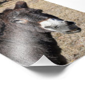 Funny Donkey Foto Afdruk (Hoek)