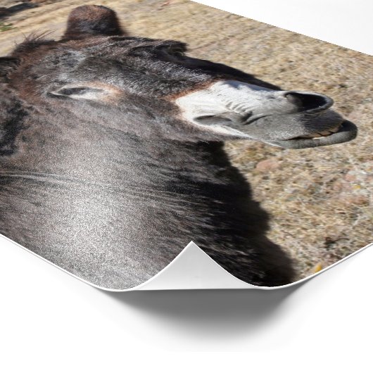 Funny Donkey Foto Afdruk (Hoek)