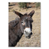 Funny Donkey Foto Afdruk (Voorkant)