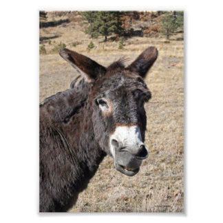 Funny Donkey Foto Afdruk