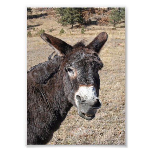 Funny Donkey Foto Afdruk (Voorkant)
