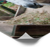 Funny Donkey Poster (Hoek)