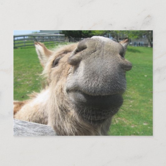 Funny Donkey sluit af Briefkaart (Voorkant)