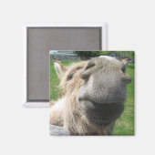 Funny Donkey sluit af Magneet (Voorkant / Achterkant)