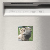 Funny Donkey sluit af Magneet (Insitu (Vaatwasser))