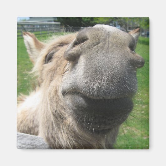 Funny Donkey sluit af Magneet (Voorkant)