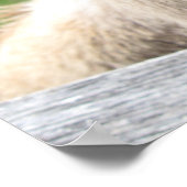 Funny Donkey sluit af Poster (Hoek)