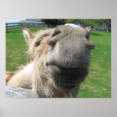 Funny Donkey sluit af Poster (Voorkant)