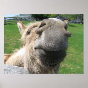 Funny Donkey sluit af Poster