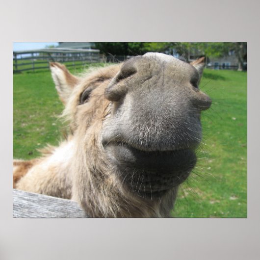 Funny Donkey sluit af Poster (Voorkant)