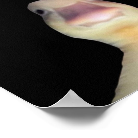 Funny Duck Meme: Welkom bij My Wieg Duck Poster (Hoek)