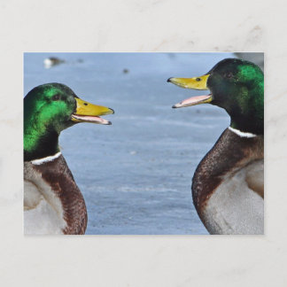 Funny Ducks Briefkaart