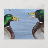 Funny Ducks Briefkaart (Voorkant)