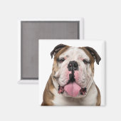 Funny English Bulldog Stikking Out Tongue Dog Magneet (Voorkant / Achterkant)