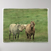 Funny Equines Poster (Voorkant)