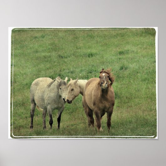 Funny Equines Poster (Voorkant)