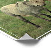 Funny Equines Poster (Hoek)