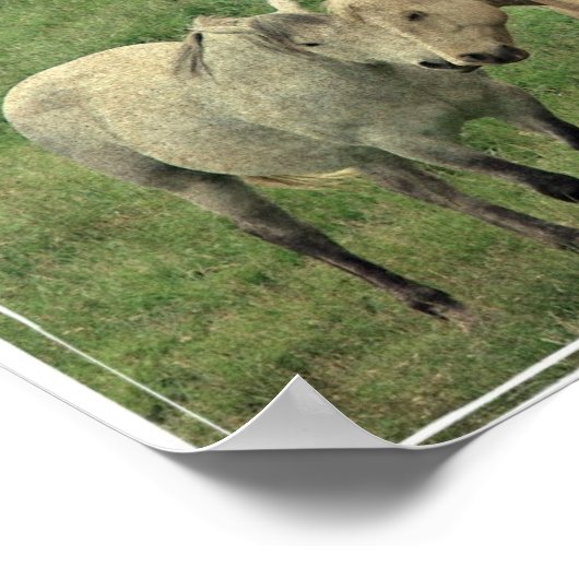 Funny Equines Poster (Hoek)