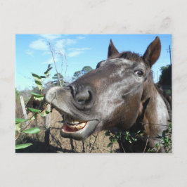 Funny Face brown paard Briefkaart