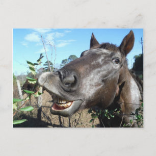 Funny Face brown paard Briefkaart