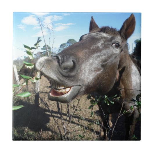 Funny Face brown paard Tegeltje (Voorkant)