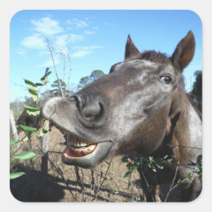 Funny Face brown paard Vierkante Sticker