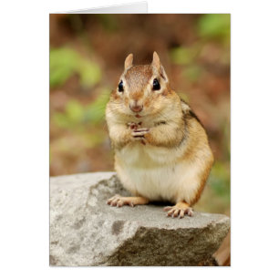 Funny Face Chipmunk